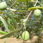 Fotelia olive oil – olives