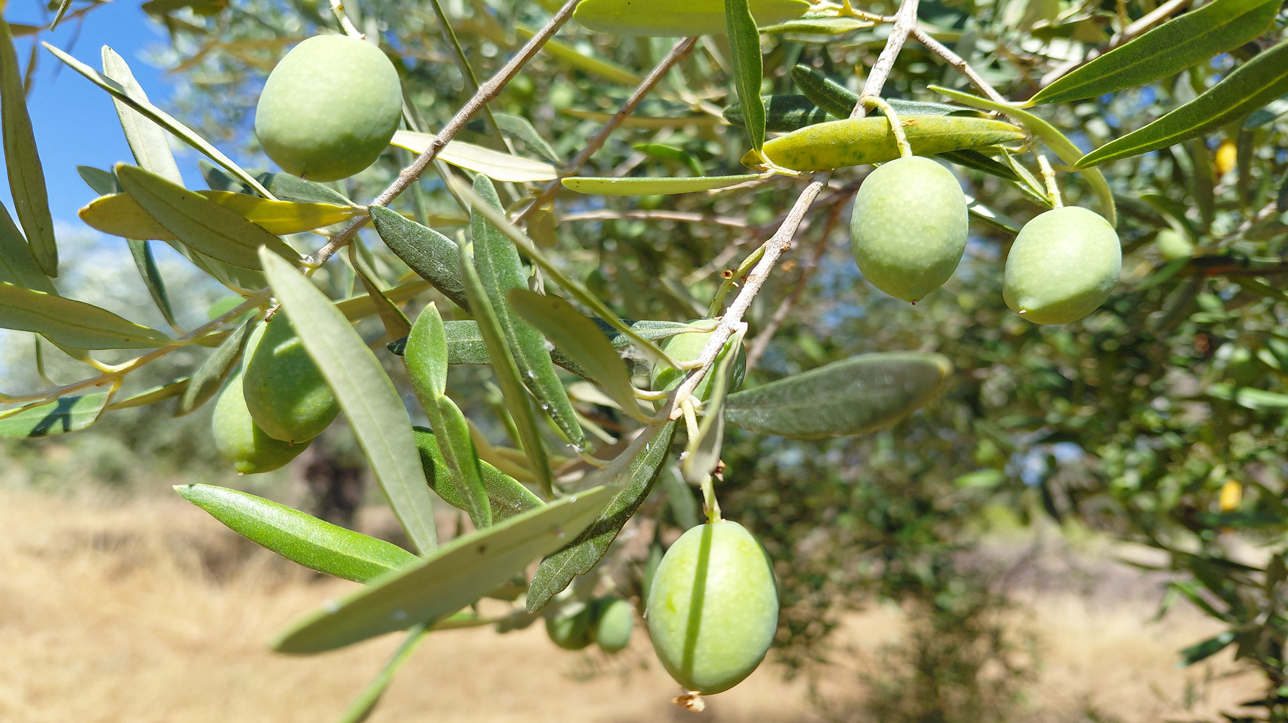 Read more about the article Fotelia olive oil – olives